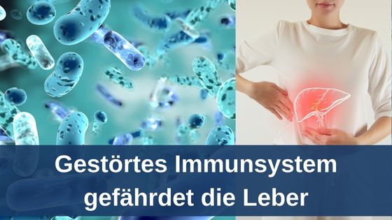 Gestörtes Immunsystem gefährdet die Leber