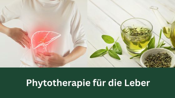 Phytotherapie für die Leber