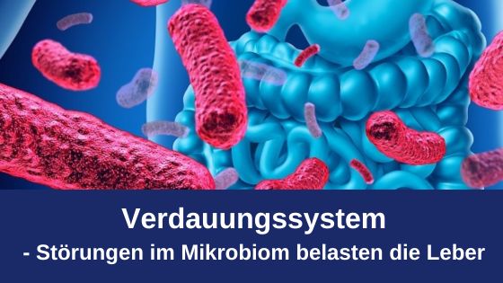 Verdauungssystem – Störungen im Mikrobiom belastet die Leber