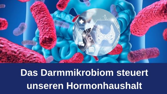 Das Darmmikrobiom steuert unseren Hormonhaushalt