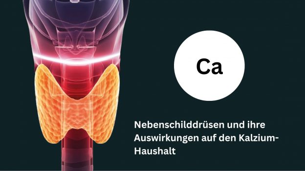 Nebenschilddrüsen und ihre Auswirkungen auf den Kalzium-Haushalt