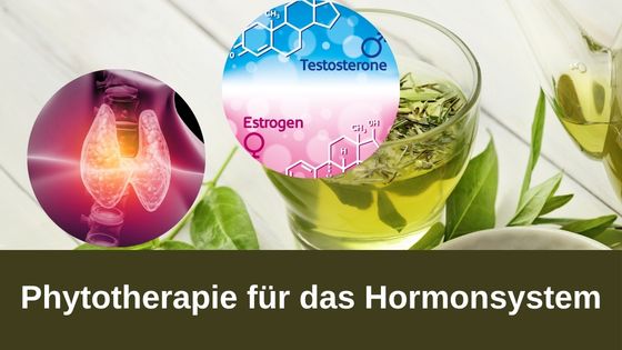 Phytotherapie für das Hormonsystem