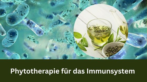 Phytotherapie für das Immunsystem